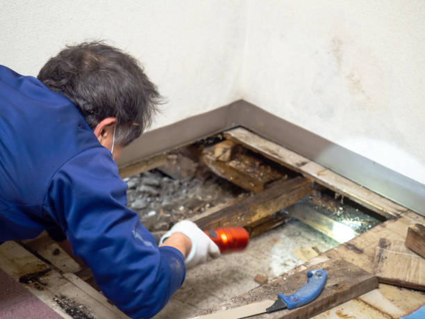 Best HVAC Mold Inspection and Cleaning  in Erie, IL